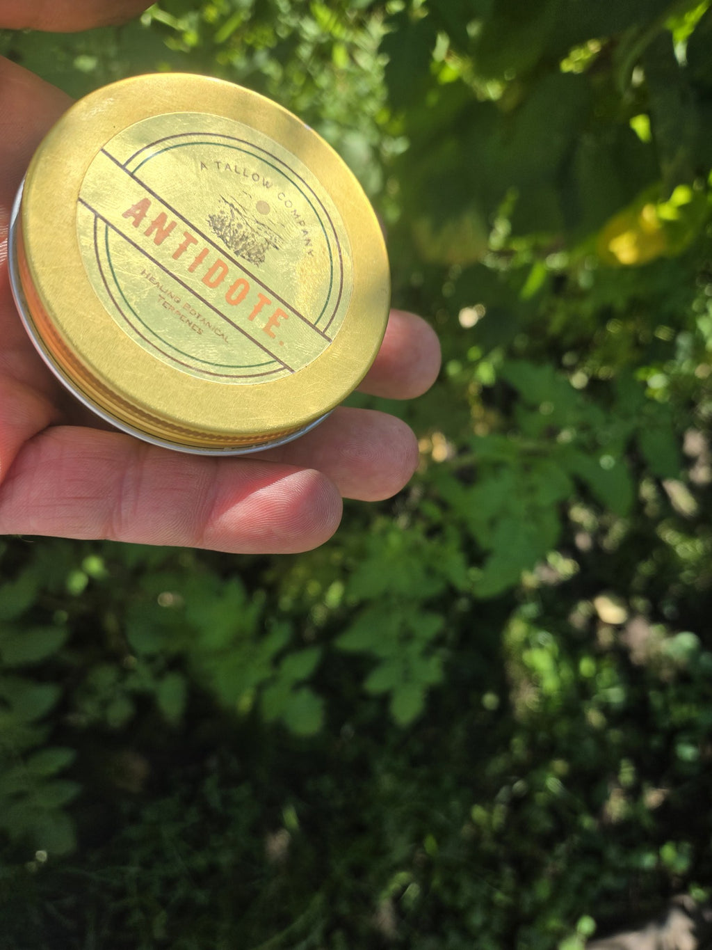 Antidote tallow balm in a gold tin, held outdoors